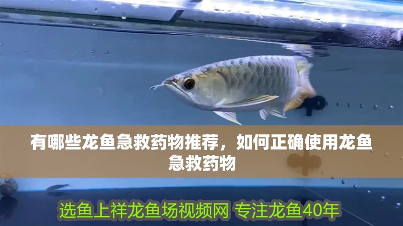 有哪些龍魚急救藥物推薦，如何正確使用龍魚急救藥物
