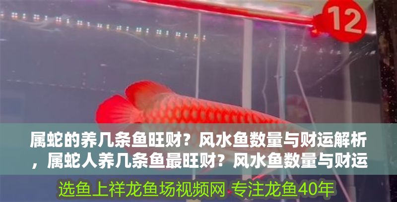 屬蛇的養幾條魚旺財？風水魚數量與財運解析，屬蛇人養幾條魚最旺財？風水魚數量與財運關系詳解