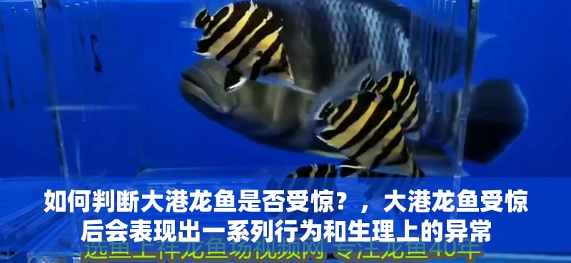 如何判斷大港龍魚是否受驚？，大港龍魚受驚后會表現出一系列行為和生理上的異常