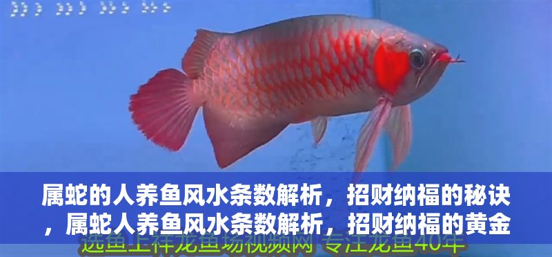 屬蛇的人養魚風水條數解析，招財納福的秘訣，屬蛇人養魚風水條數解析，招財納福的黃金法則 屬蛇的人養魚風水條數解析，招財納福的秘訣，屬蛇人養魚風水條數解析，招財納福的黃金法則 龍魚百科 第1張