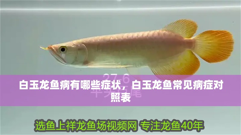 白玉龍魚病有哪些癥狀，白玉龍魚常見病癥對照表
