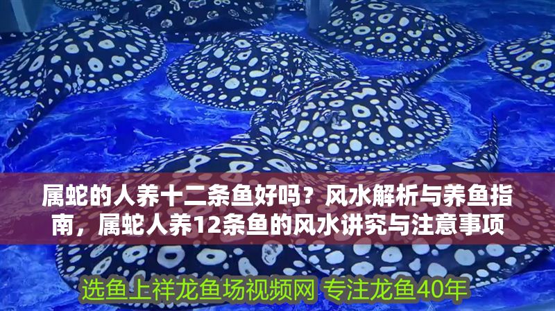 屬蛇的人養十二條魚好嗎？風水解析與養魚指南，屬蛇人養12條魚的風水講究與注意事項