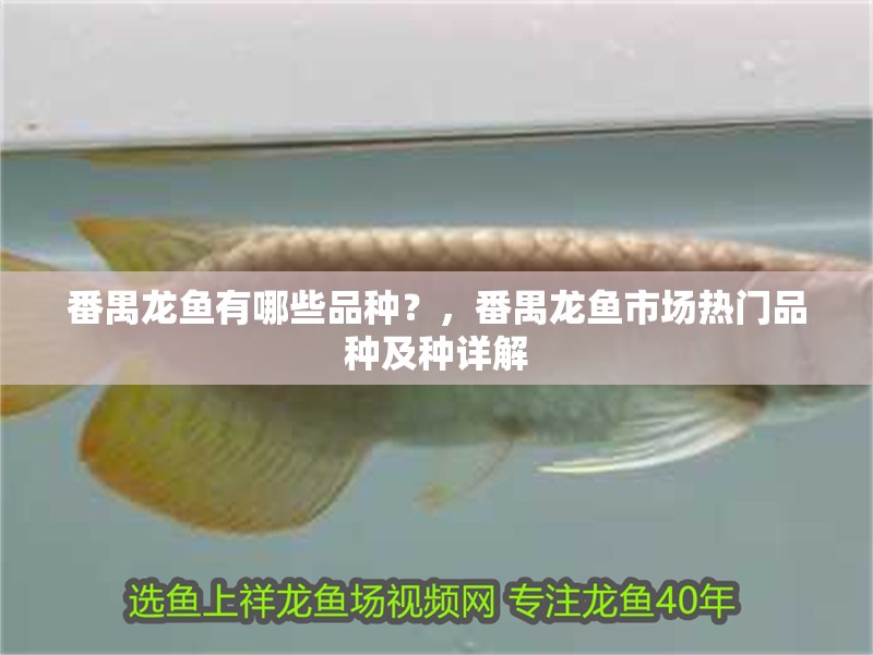 番禺龍魚有哪些品種？，番禺龍魚市場熱門品種及種詳解
