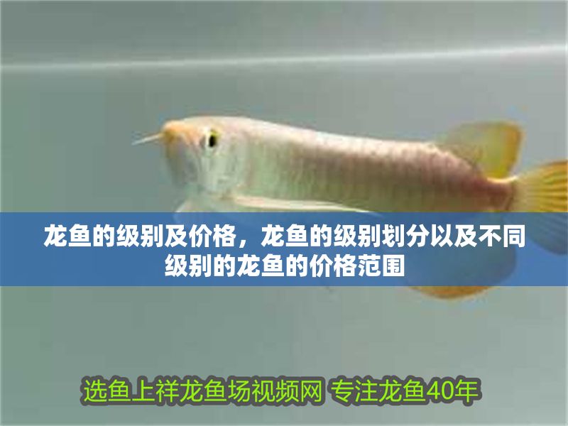 龍魚的級(jí)別及價(jià)格，龍魚的級(jí)別劃分以及不同級(jí)別的龍魚的價(jià)格范圍
