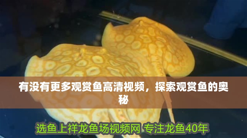 有沒有更多觀賞魚高清視頻，探索觀賞魚的奧秘