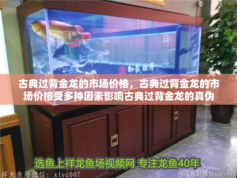 古典過背金龍的市場價格，古典過背金龍的市場價格受多種因素影響古典過背金龍的真偽