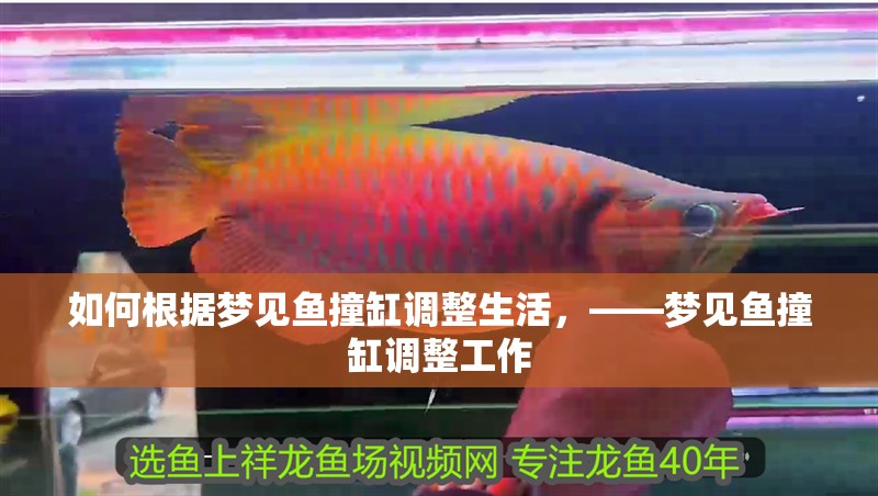 如何根據夢見魚撞缸調整生活，——夢見魚撞缸調整工作 如何根據夢見魚撞缸調整生活，——夢見魚撞缸調整工作 龍魚百科