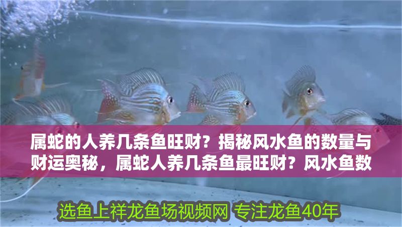 屬蛇的人養幾條魚旺財？揭秘風水魚的數量與財運奧秘，屬蛇人養幾條魚最旺財？風水魚數量與財運全解析
