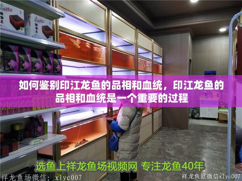 龍魚干蝦有營(yíng)養(yǎng)嗎 如何鑒別印江龍魚的品相和血統(tǒng),印江龍魚的品相和血統(tǒng)是一個(gè)重要的過(guò)程 龍魚百科 如何鑒別印江龍魚的品相和血統(tǒng),印江龍魚的品相和血統(tǒng)是一個(gè)重要的過(guò)程 如何鑒別印江龍魚的品相和血統(tǒng),印江龍魚的品相和血統(tǒng)是一個(gè)重要的過(guò)程 龍魚百科