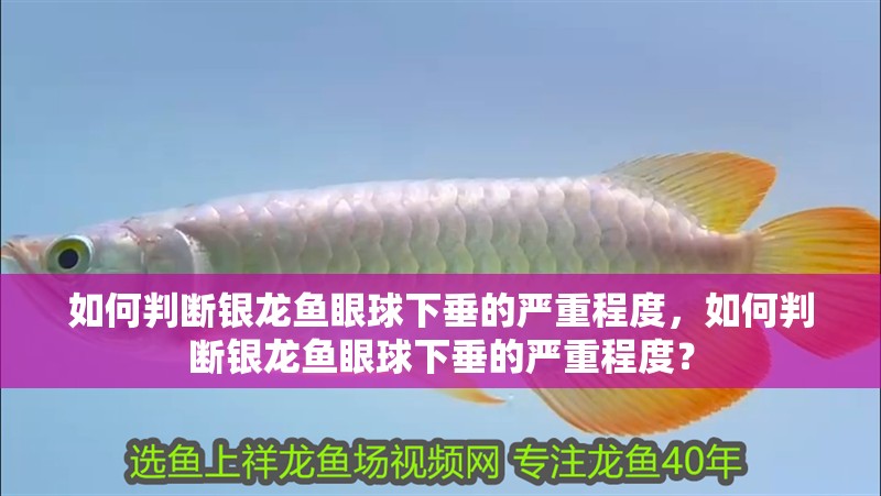 如何判斷銀龍魚眼球下垂的嚴重程度，如何判斷銀龍魚眼球下垂的嚴重程度？