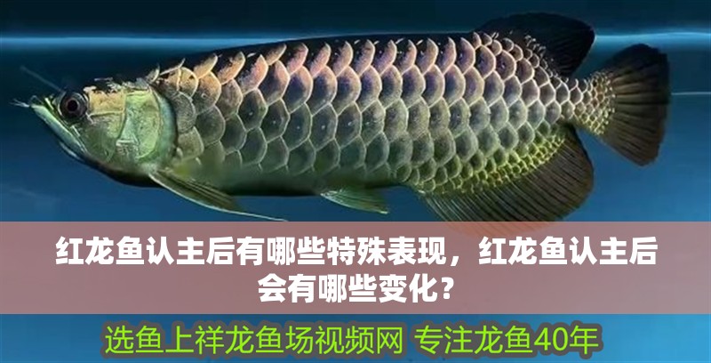 紅龍魚認主后有哪些特殊表現，紅龍魚認主后會有哪些變化？