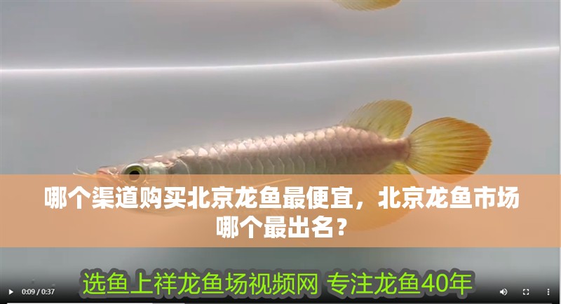 哪個渠道購買北京龍魚最便宜，北京龍魚市場哪個最出名？ 哪個渠道購買北京龍魚最便宜，北京龍魚市場哪個最出名？ 龍魚百科