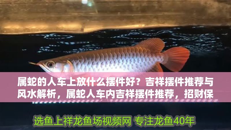 屬蛇的人車上放什么擺件好？吉祥擺件推薦與風(fēng)水解析，屬蛇人車內(nèi)吉祥擺件推薦，招財(cái)保平安的風(fēng)水指南 屬蛇的人車上放什么擺件好？吉祥擺件推薦與風(fēng)水解析，屬蛇人車內(nèi)吉祥擺件推薦，招財(cái)保平安的風(fēng)水指南 龍魚百科 第1張
