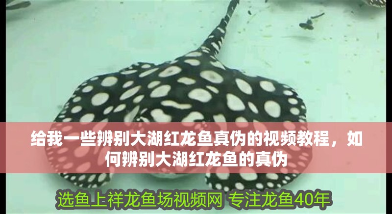 給我一些辨別大湖紅龍魚真偽的視頻教程，如何辨別大湖紅龍魚的真偽