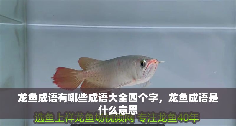 龍魚成語有哪些成語大全四個字，龍魚成語是什么意思