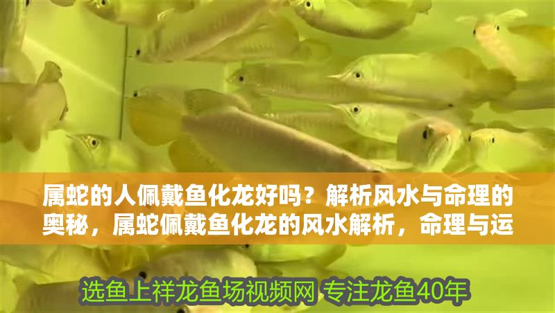 屬蛇的人佩戴魚(yú)化龍好嗎？解析風(fēng)水與命理的奧秘，屬蛇佩戴魚(yú)化龍的風(fēng)水解析，命理與運(yùn)勢(shì)的奧秘