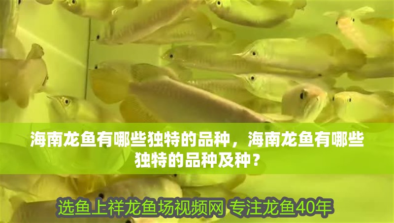 海南龍魚有哪些獨(dú)特的品種，海南龍魚有哪些獨(dú)特的品種及種？