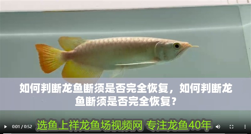 如何判斷龍魚斷須是否完全恢復，如何判斷龍魚斷須是否完全恢復？