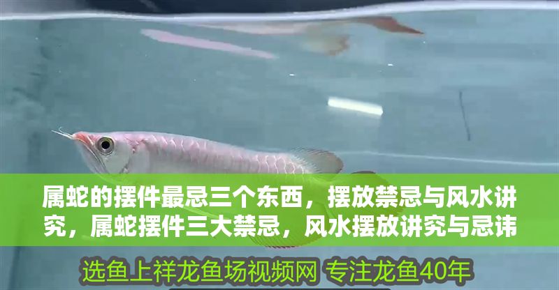 屬蛇的擺件最忌三個東西，擺放禁忌與風水講究，屬蛇擺件三大禁忌，風水擺放講究與忌諱事項