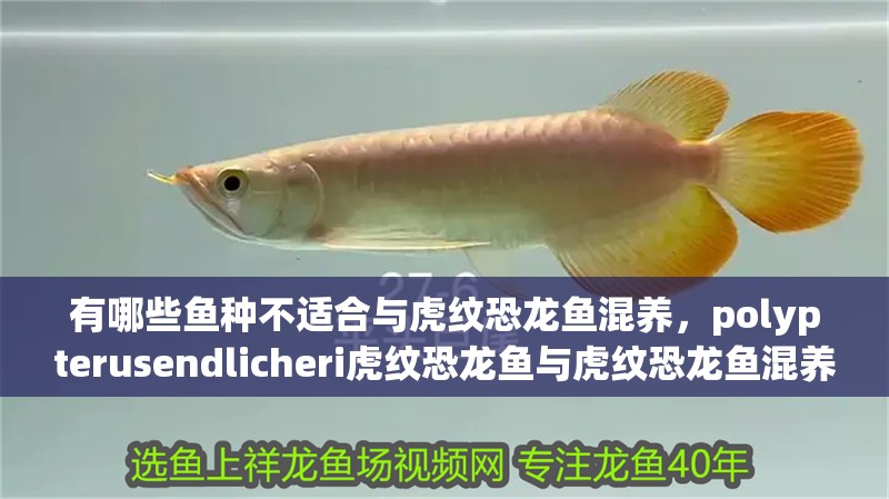 有哪些魚種不適合與虎紋恐龍魚混養，polypterusendlicheri虎紋恐龍魚與虎紋恐龍魚混養