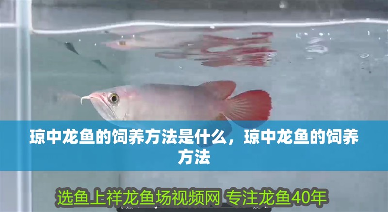 瓊中龍魚的飼養(yǎng)方法是什么，瓊中龍魚的飼養(yǎng)方法