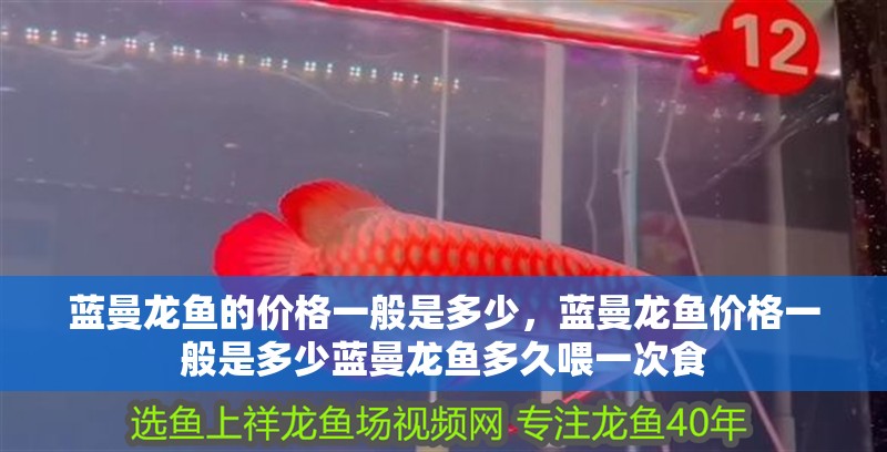 藍曼龍魚的價格一般是多少，藍曼龍魚價格一般是多少藍曼龍魚多久喂一次食