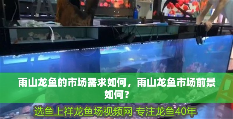 雨山龍魚的市場需求如何，雨山龍魚市場前景如何？