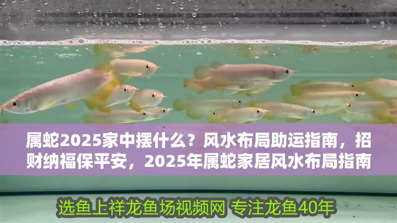 屬蛇2025家中擺什么？風水布局助運指南，招財納福保平安，2025年屬蛇家居風水布局指南，招財納福保平安的必備擺件