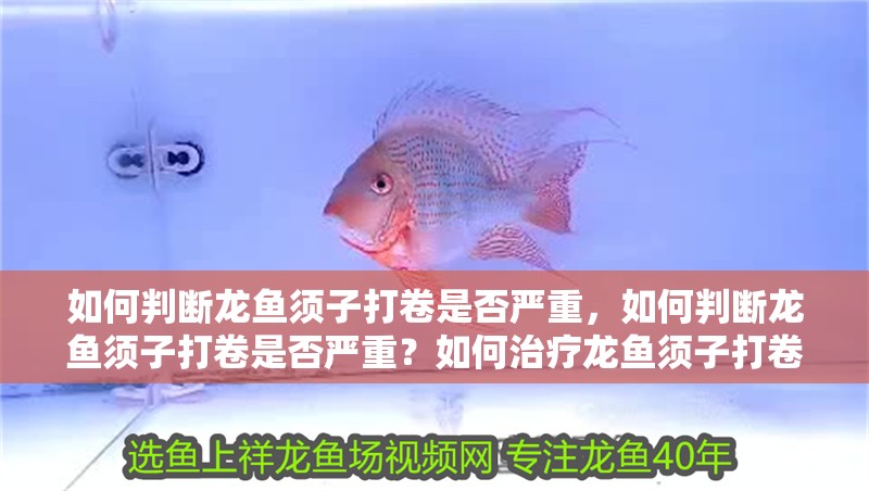 如何判斷龍魚須子打卷是否嚴重，如何判斷龍魚須子打卷是否嚴重？如何治療龍魚須子打卷會自愈嗎？