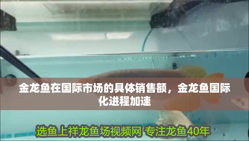 金龍魚在國際市場的具體銷售額，金龍魚國際化進程加速