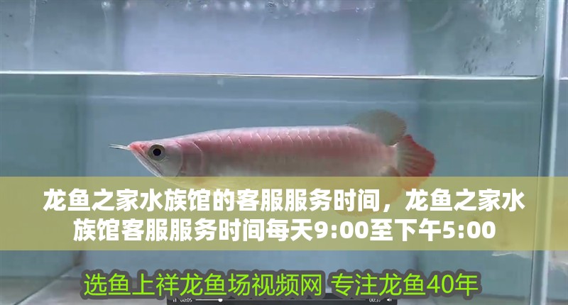 龍魚之家水族館的客服服務(wù)時(shí)間，龍魚之家水族館客服服務(wù)時(shí)間每天9:00至下午5:00