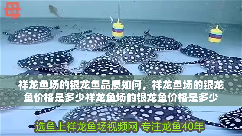 祥龍魚場的銀龍魚品質如何，祥龍魚場的銀龍魚價格是多少祥龍魚場的銀龍魚價格是多少