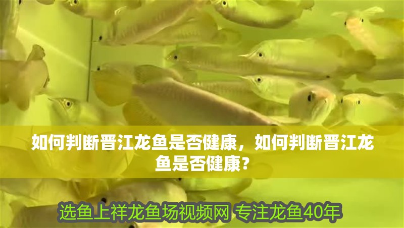 如何判斷晉江龍魚是否健康，如何判斷晉江龍魚是否健康？