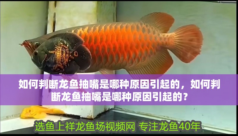 如何判斷龍魚抽嘴是哪種原因引起的，如何判斷龍魚抽嘴是哪種原因引起的？