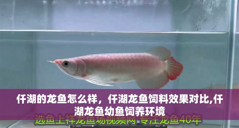 仟湖的龍魚怎么樣，仟湖龍魚飼料效果對比,仟湖龍魚幼魚飼養環境