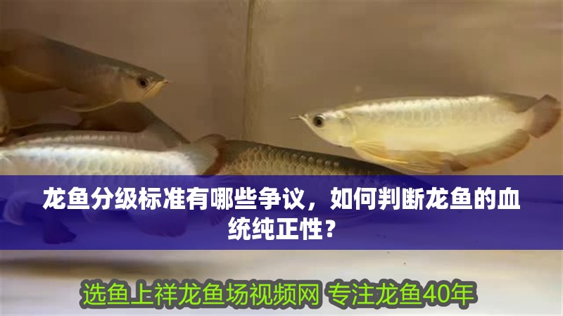 龍魚分級標(biāo)準(zhǔn)有哪些爭議，如何判斷龍魚的血統(tǒng)純正性？ 龍魚分級標(biāo)準(zhǔn)有哪些爭議，如何判斷龍魚的血統(tǒng)純正性？ 龍魚百科