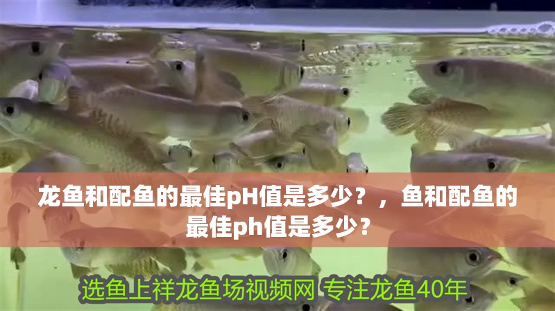 龍魚和配魚的最佳pH值是多少？，魚和配魚的最佳ph值是多少？ 龍魚和配魚的最佳pH值是多少？，魚和配魚的最佳ph值是多少？ 龍魚百科