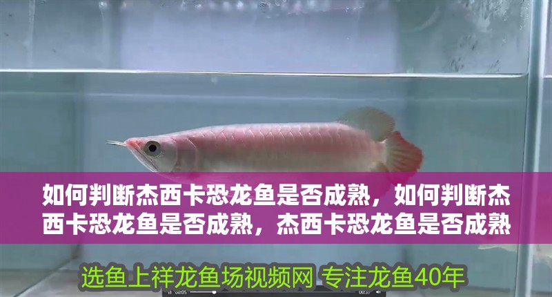 如何判斷杰西卡恐龍魚是否成熟，如何判斷杰西卡恐龍魚是否成熟，杰西卡恐龍魚是否成熟