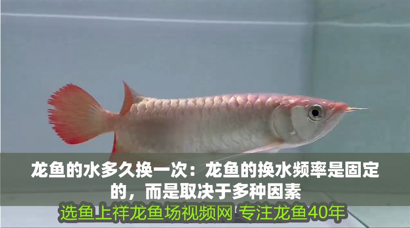 龍魚的水多久換一次：龍魚的換水頻率是固定的，而是取決于多種因素
