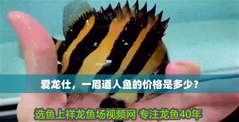 愛龍仕，一眉道人魚的價格是多少？