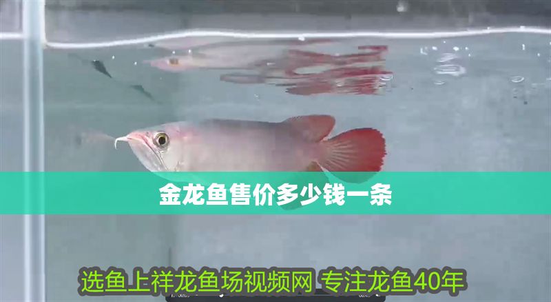 金龍魚售價多少錢一條