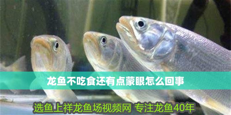 龍魚不吃食還有點(diǎn)蒙眼怎么回事 龍魚百科 第2張 龍魚不吃食還有點(diǎn)蒙眼怎么回事 龍魚不吃食還有點(diǎn)蒙眼怎么回事 龍魚百科 第2張
