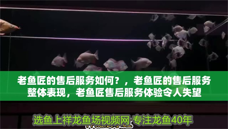 老魚匠的售后服務(wù)如何？，老魚匠的售后服務(wù)整體表現(xiàn)，老魚匠售后服務(wù)體驗令人失望 老魚匠的售后服務(wù)如何？，老魚匠的售后服務(wù)整體表現(xiàn)，老魚匠售后服務(wù)體驗令人失望 龍魚百科