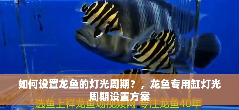 如何設置龍魚的燈光周期？，龍魚專用缸燈光周期設置方案 如何設置龍魚的燈光周期？，龍魚專用缸燈光周期設置方案 龍魚百科