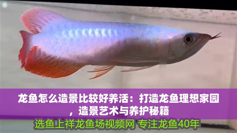 龍魚怎么造景比較好養活：打造龍魚理想家園，造景藝術與養護秘籍