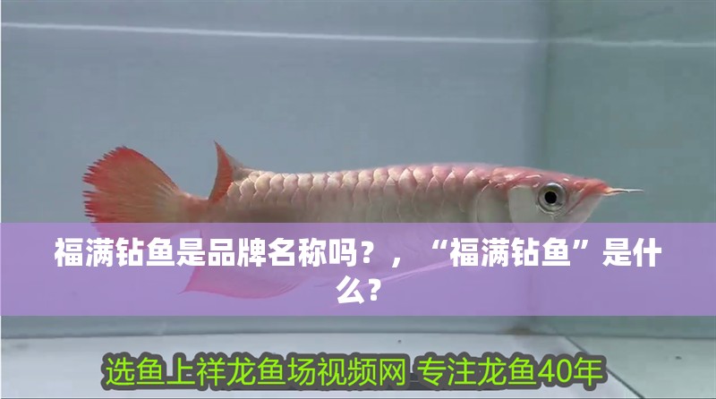 福滿鉆魚是品牌名稱嗎？，“福滿鉆魚”是什么？ 福滿鉆魚是品牌名稱嗎？，“福滿鉆魚”是什么？ 龍魚百科