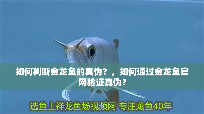 如何判斷金龍魚的真偽？，如何通過金龍魚官網驗證真偽？