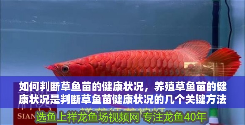 如何判斷草魚苗的健康狀況，養殖草魚苗的健康狀況是判斷草魚苗健康狀況的幾個關鍵方法 如何判斷草魚苗的健康狀況，養殖草魚苗的健康狀況是判斷草魚苗健康狀況的幾個關鍵方法 龍魚百科