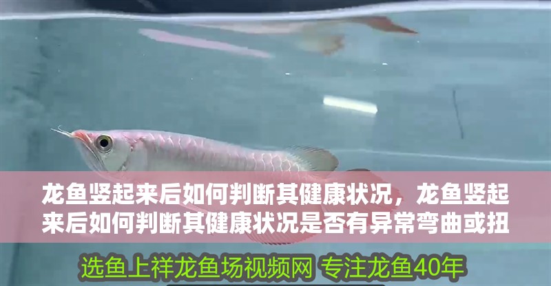 龍魚豎起來后如何判斷其健康狀況，龍魚豎起來后如何判斷其健康狀況是否有異常彎曲或扭曲 龍魚豎起來后如何判斷其健康狀況，龍魚豎起來后如何判斷其健康狀況是否有異常彎曲或扭曲 龍魚百科