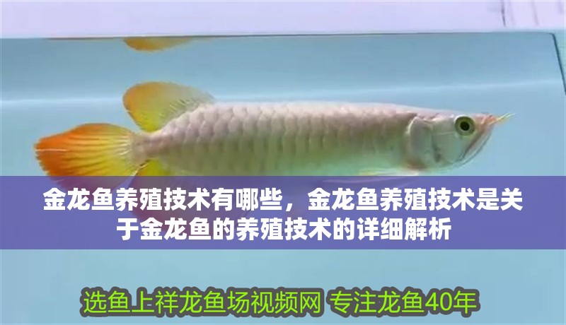 金龍魚養(yǎng)殖技術(shù)有哪些，金龍魚養(yǎng)殖技術(shù)是關(guān)于金龍魚的養(yǎng)殖技術(shù)的詳細(xì)解析 金龍魚養(yǎng)殖技術(shù)有哪些，金龍魚養(yǎng)殖技術(shù)是關(guān)于金龍魚的養(yǎng)殖技術(shù)的詳細(xì)解析 龍魚百科